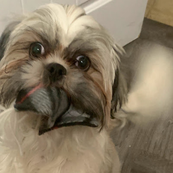 Meet your Posher, Stephanie - Picture 1 of 1